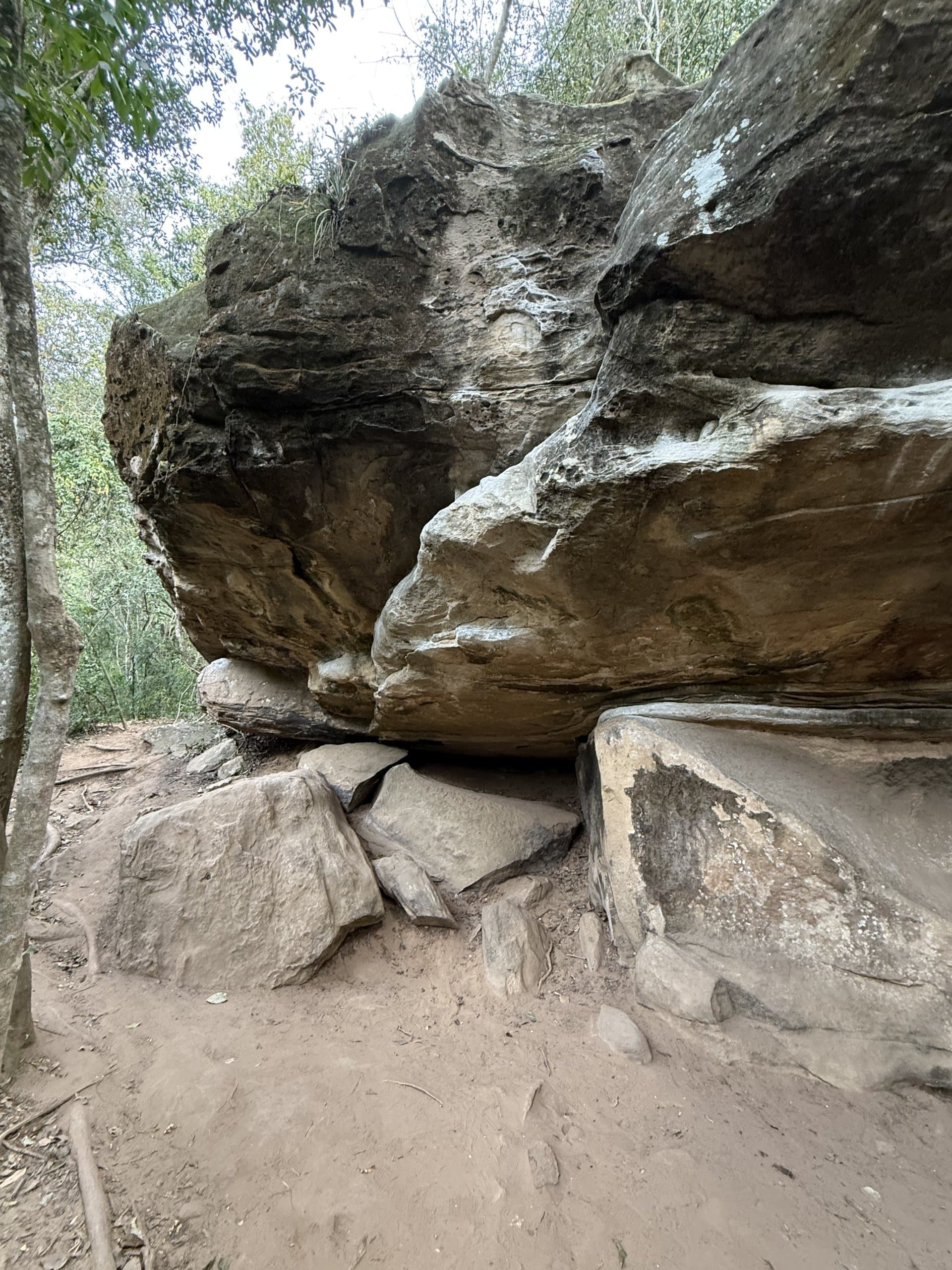 Casulo da Lagarta